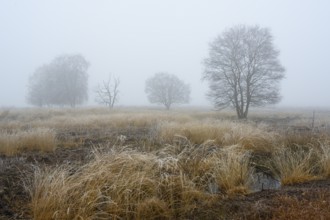 Birches in winter Rehdener Geestmoor in fog, Diepholzer Moorniederung, Rehden, Lower Saxony,