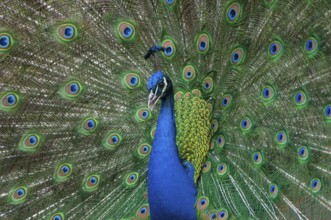 Peacock (P. scalloped ribbonfish) in ornamental plumage, Vechta, Lower Saxony, Germany