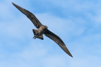 Parasitic skua (Stercorarius parasiticus), Lauvsnes, Nord-Trondelag, Norway