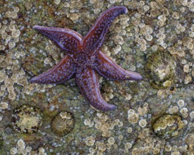 Starfish on a rock, Lauvsnes, Nord-Trøndelag, Norway
