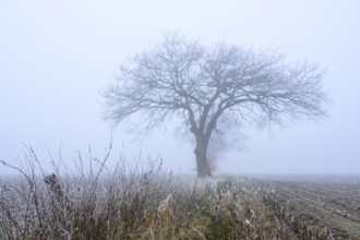Autumnal and melancholy tree silhouette in fog, Aschen, Lower Saxony, Germany