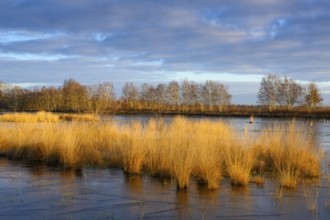 Wide, wintry Goldenstedt moor with pipe grass in the evening light, Goldenstedt, Lower Saxony,