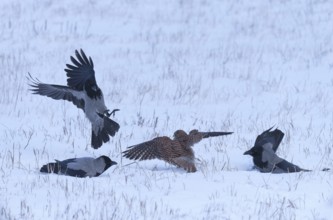 Female Common Kestrel (Falco tinnunculus) being attacked by hooded crows (Corvus cornix) on the