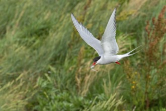 Arctic tern (Sterna paradisaea), Eidersperrwerk, Schleswig-Holstein, Germany