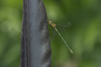 Emerald damselfly (Lestes sponsa) adult insect resting on a bird feather in summer, England, United