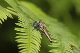 Kite-tailed robberfly (Machimus atricapillus) adult insect eating a damselfly on a fern leaf in