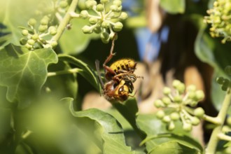 European hornet (Vespa crabro) adult insect eating an Ivy bee in a hedgerow in summer, England,
