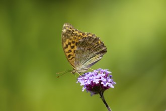Silver-washed fritillary butterfly (Argynnis paphia) adult insect feeding on a garden Verbena