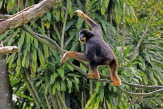 Southern yellow-cheeked gibbon (Nomascus gabriellae), adult, male, climbing, on tree, Southeast