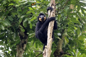 Southern yellow-cheeked gibbon (Nomascus gabriellae), adult, male, sitting, on tree, alert,