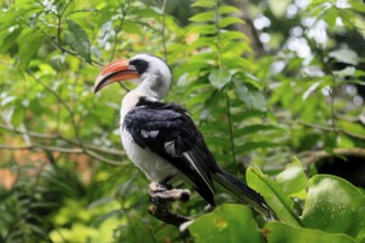 Von der Decken-Hornbill (Tockus deckeni), adult, male, on tree, vigilant, East Africa