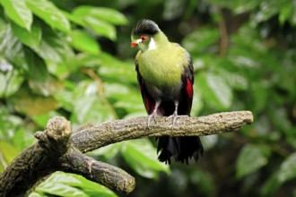 White-eared Turaco (Menelikornis leucotis), adult, alert, on tree trunk, Ethiopia, Africa, captive