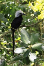 White-crested Hornbill (Horizocerus albocristatus), adult, on tree, vigilant, Africa, captive
