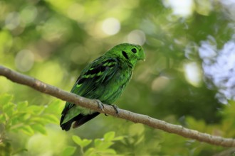 Emerald Broadbill (Calyptomena viridis), adult, male, perch, on tree, vigilant, Southeast Asia