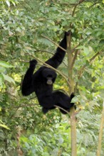 Siamang (Symphalangus syndactylus), adult, sitting on tree, alert, Southeast Asia