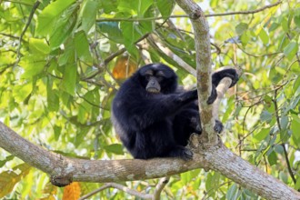 Siamang (Symphalangus syndactylus), adult, sitting on tree, alert, Southeast Asia