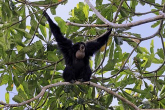 Siamang (Symphalangus syndactylus), adult, on tree, calling, Southeast Asia