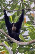 Siamang (Symphalangus syndactylus), adult, on tree, calling, Southeast Asia