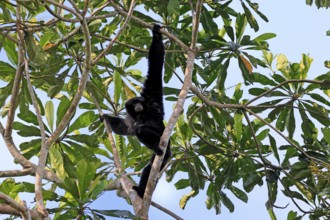 Siamang (Symphalangus syndactylus), adult, on tree, climbing, vigilant, Southeast Asia