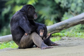 Chimpanzee (Pan troglodytes), adult, female, mother, baby, young animal, social behaviour