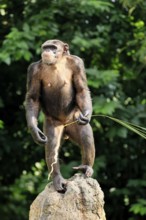 Chimpanzee (Pan troglodytes), adult, on rocks, standing upright