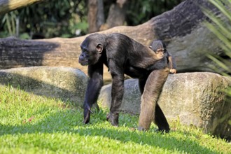 Chimpanzee (Pan troglodytes), adult, female, mother, baby, young animal, social behaviour, young