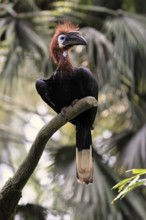Black-helmeted Hornbill (Ceratogymna atrata), Club-tailed Hornbill, adult, female, perch, South