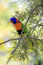 Red-naped Lorikeet (Trichoglossus rubritorquis), Darwin All-coloured Lorikeet, adult, on tree,