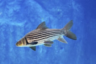 Giant barb (Catlocarpio siamensis), Siamese giant carp, adult, swimming, Southeast Asia