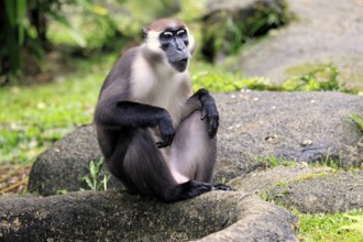 Red-crowned mangabey (Cercocebus torquatus), red-headed mangabey, collared mangabey, adult,
