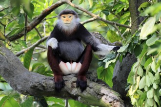 Red-shanked monkey (Pygathrix nemaeus), adult, male, in tree, sitting, relaxed, Southeast Asia