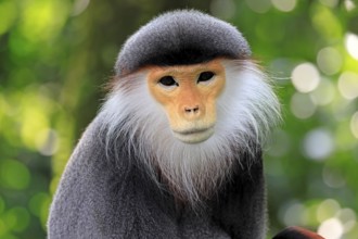 Red-shanked monkey (Pygathrix nemaeus), adult, portrait, relaxed, Southeast Asia