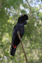 Red-tailed Cockatoo (Calyptorhynchus banksii), Banks' Cockatoo, adult, male, perch, alert,