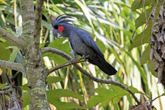 Palm Cockatoo (Probosciger aterrimus), Arabian Cockatoo, adult, on tree, perch, calling, Australia