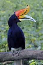 Rhinoceros bird (Buceros rhinoceros), adult, male, on tree, on wait, Southeast Asia