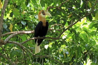 Papuan Hornbill (Rhyticeros plicatus), adult, male, on tree, alert, Southeast Asia
