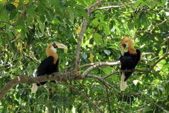 Papuan Hornbill (Rhyticeros plicatus), adult, male, two males, on tree, alert, Southeast Asia