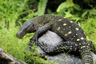 Papuan dragon (Varanus salvadorii), adult, foraging, on rocks, alert, New Guinea