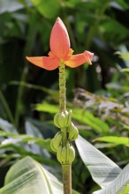 Musa laterita, Indian dwarf banana, blossom, fruits, Singapore, Southeast Asia