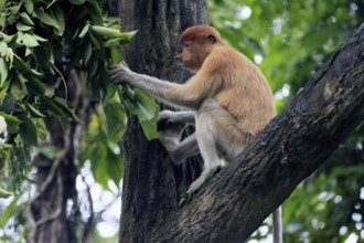 Proboscis monkey (Nasalis larvatus), young animal, sitting in a tree, looking for food