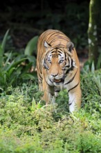 Malaysia tiger (Panthera tigris jacksoni), adult, running, stalking, vigilant, Malaysia, Southeast