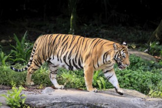 Malaysia tiger (Panthera tigris jacksoni), adult, running, stalking, vigilant, Malaysia, Southeast