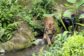 Malaysia tiger (Panthera tigris jacksoni), adult, running, in water, stream, vigilant, Malaysia,
