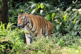 Malaysia tiger (Panthera tigris jacksoni), adult, running, stalking, vigilant, Malaysia, Southeast
