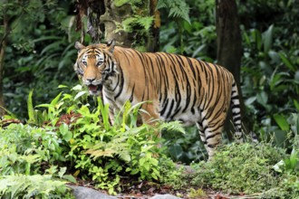 Malaysia tiger (Panthera tigris jacksoni), adult, alert, Malaysia, Southeast Asia