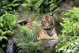 Malaysia tiger (Panthera tigris jacksoni), adult, portrait, sitting, alert, Malaysia, Southeast