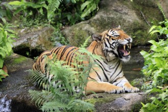 Malaysia tiger (Panthera tigris jacksoni), adult, portrait, sitting, yawning, Malaysia, Southeast