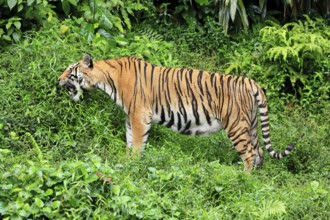 Malaysia tiger (Panthera tigris jacksoni), adult, feeding, grass, Malaysia, Southeast Asia