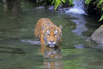 Malaysia tiger (Panthera tigris jacksoni), adult, in water, alert, Malaysia, Southeast Asia