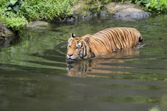 Malaysia tiger (Panthera tigris jacksoni), adult, in water, alert, Malaysia, Southeast Asia